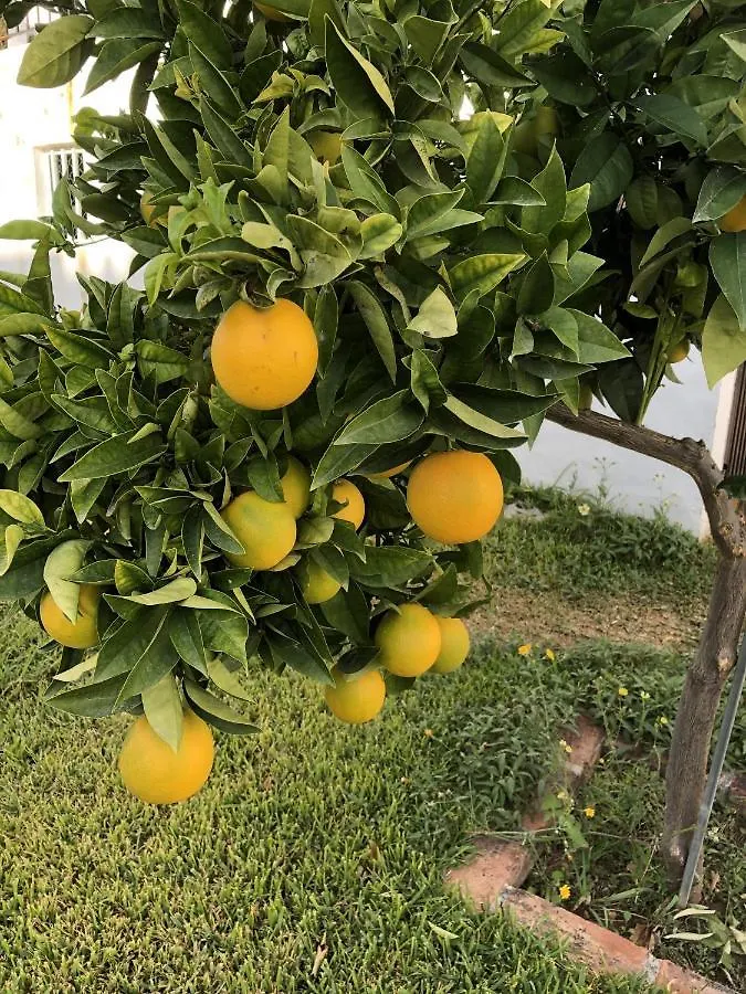 Ap322 - Mirlo Villa Nerja